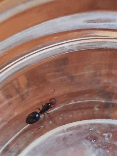 My ant queen doesn't lay eggs, I found her at least one month ago and ...