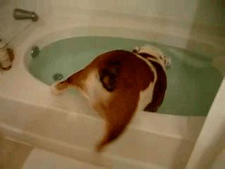 The 25 Most Adorable GIFs Of Animals Taking Baths