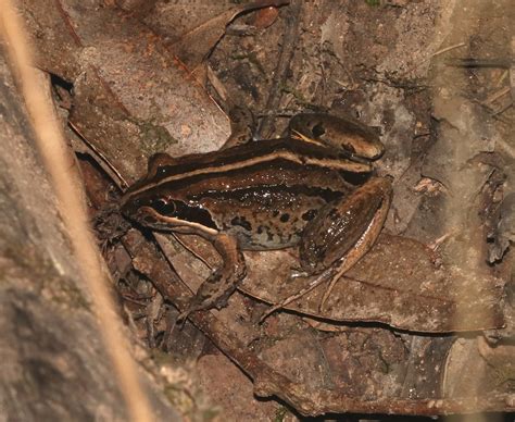 Striped Marsh Frog on March 09, 2018 at 09:31 PM by juliegraham173 · iNaturalist