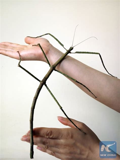 World's Longest Insect Is Two Feet Long | Popular Science