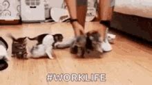 Herding Cats GIF - Herding Cats Insanity - Discover & Share GIFs