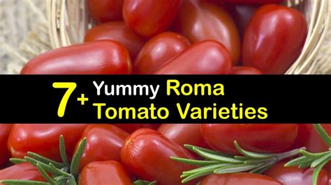 7+ Yummy Roma Tomato Varieties