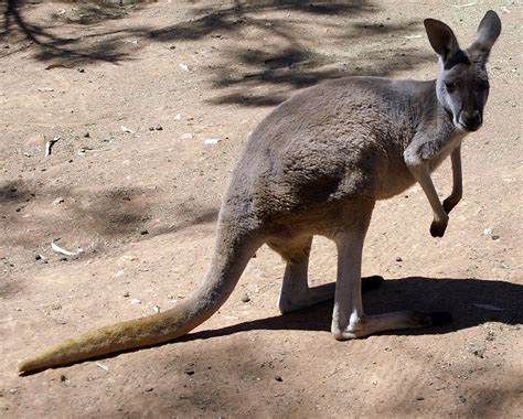 File:Female Red Kangaroo (Macropus rufus).jpg - Wikimedia Commons