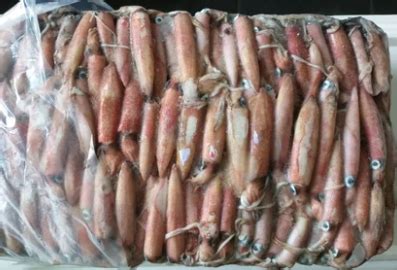 Squid / Decapodiformes For Sale - Paradise Sea Food