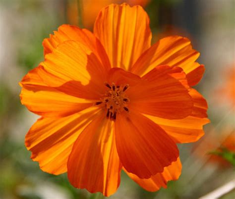 Cosmos Sulphur Ladybird Orange Dwarf Cosmos Sulphureus Seeds