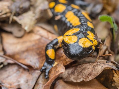 1,000+ Fire Salamander Habitat Stock Photos, Pictures & Royalty-Free Images - iStock