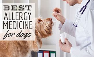 Best Allergy Medicine For Dogs (Over The Counter And Prescription): Are Benadryl, Zyrtec ...