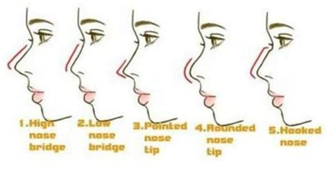 What your nose shape say about your personality (2020) | Nose shapes ...