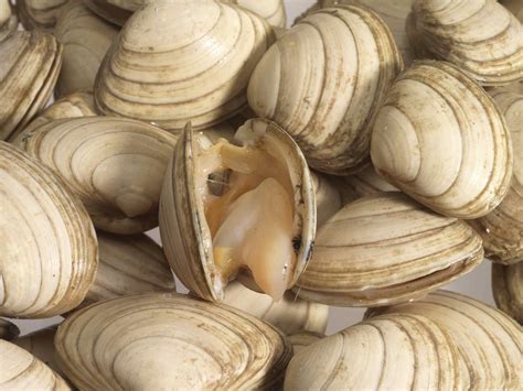 Types, Varieties, and Cooking Suggestions for Clams