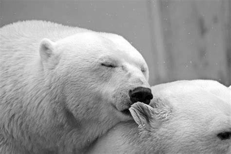 Polar Bears · Free Stock Photo