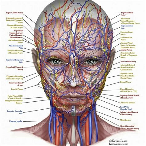 Pin by Jenny Essex on Just Jenny From The Blog | Facial anatomy, Human body science, Human body ...