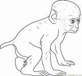 Baby Baboon Coloring Page For Kids  Free Printable sketch template