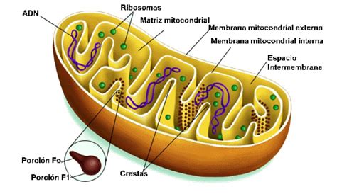 Ribosomas - ¿Qué son ? Definición, Tipos y Funciones