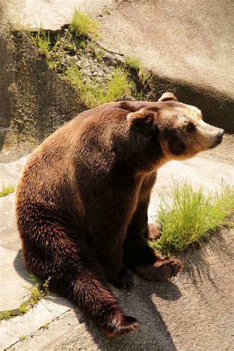 Free Images : wildlife, zoo, mammal, fauna, brown bear, vertebrate, grizzly bear, outdoor ...