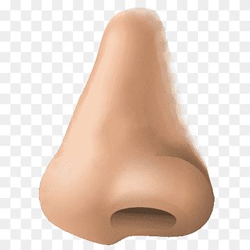 Free download | Human nose Human body, Human nose, face, people, human ...