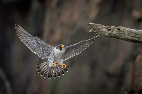 Peregrine Falcon Landing Photograph by Joe Gliozzo | Fine Art America