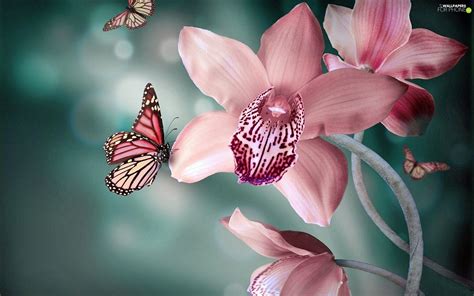 Pink Orchid Wallpapers - Top Free Pink Orchid Backgrounds - WallpaperAccess