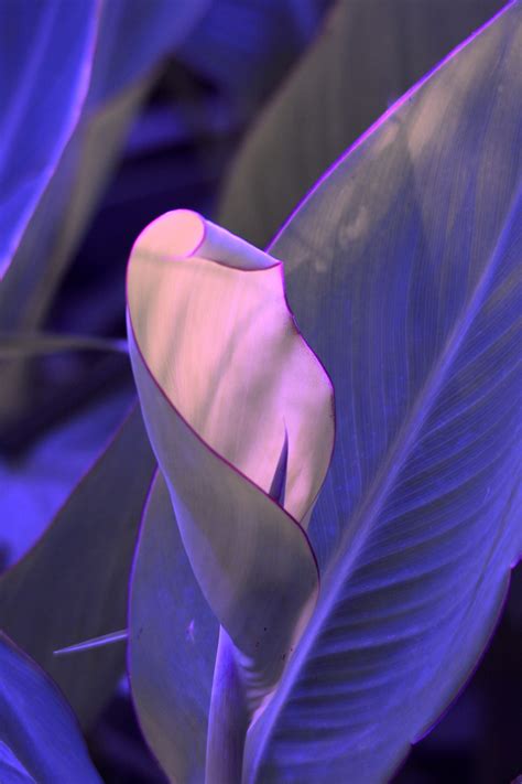 Purple Tinted Canna Leaf Free Stock Photo - Public Domain Pictures