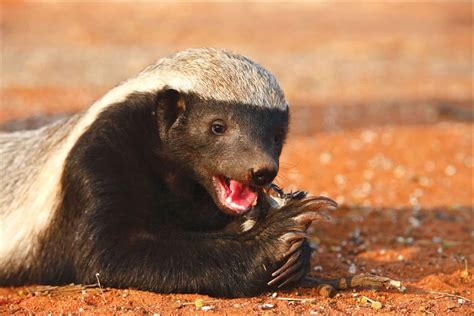 What Do Honey Badgers Eat? - A-Z Animals