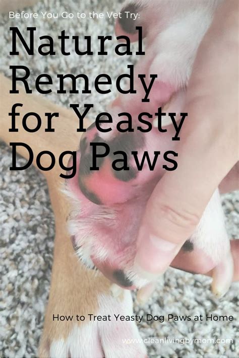 Dog Paw Remedies, Dog Itching Remedies, Healthy Dog Treats Homemade, Healthy Dogs, Healthy Liver ...