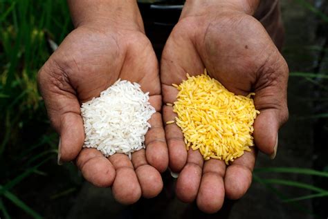 What Is Golden Rice? - Business Insider