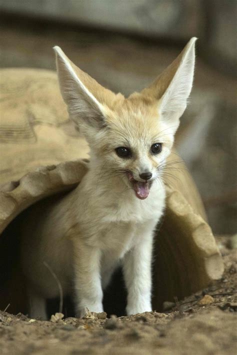 Are Fennec Foxes Endangered 2024 - Bride Adelina