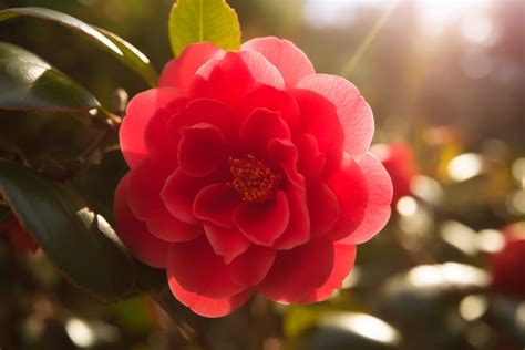 Red Camellia Flower Meaning, Symbolism & Spiritual Significance - Foliage Friend - Learn About ...