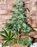 Automatic AK 47 M10SS2 - Mag1One Seeds