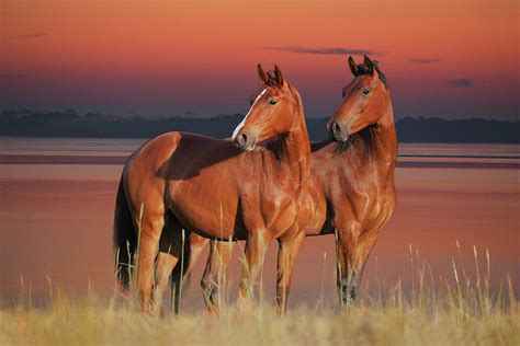 Tranquil Waters Photograph by Bob Langrish - Fine Art America