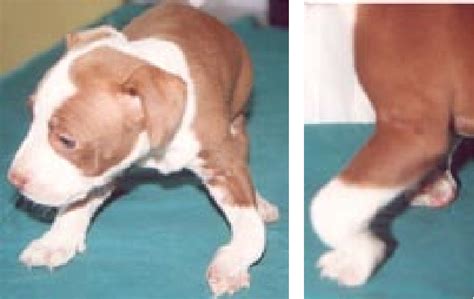 Figure 1 from Carpal flexural deformity in puppies. | Semantic Scholar