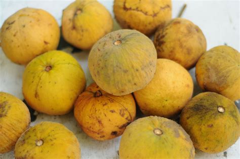 santol fruit from the philippines | Fruit, Mango, Philippines