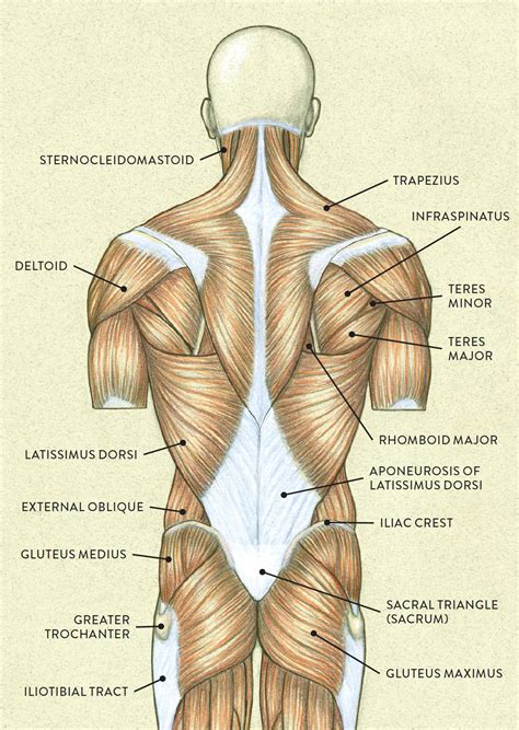 Muscles Of Torso Diagram Muscles Of The Neck And Torso Classic Human ...