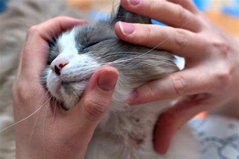 Cat Skin Allergies: Symptoms & Treatments | Ypsilanti Vets