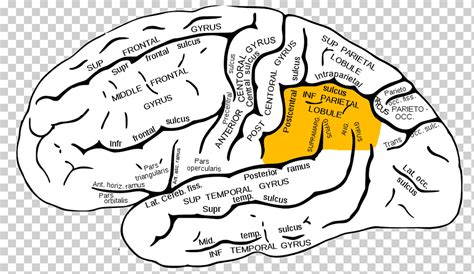 Inferior parietal lobule Parietal lobe Inferior frontal gyrus Superior parietal lobule Lobes of ...
