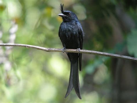 Crested Drongo photos and wallpapers. Collection of the Crested Drongo ...