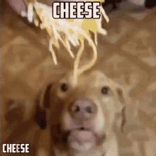 Cheese Dog GIF - Cheese Dog Doge - Discover & Share GIFs