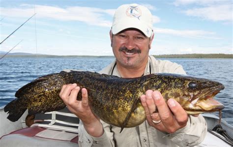 Double-figure burbot at World's best lake! - Angler's Mail