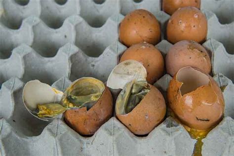 Basement Drain Smells like Rotten Eggs: Causes and Solutions