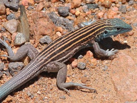 Whiptails – Pajarito Environmental Education Center