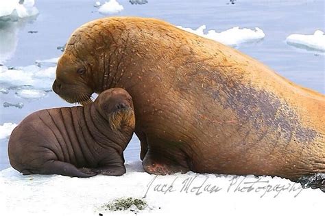 Mama and Baby Walrus...Bering Sea July 2014 (by Jack Molan) Heavily ...