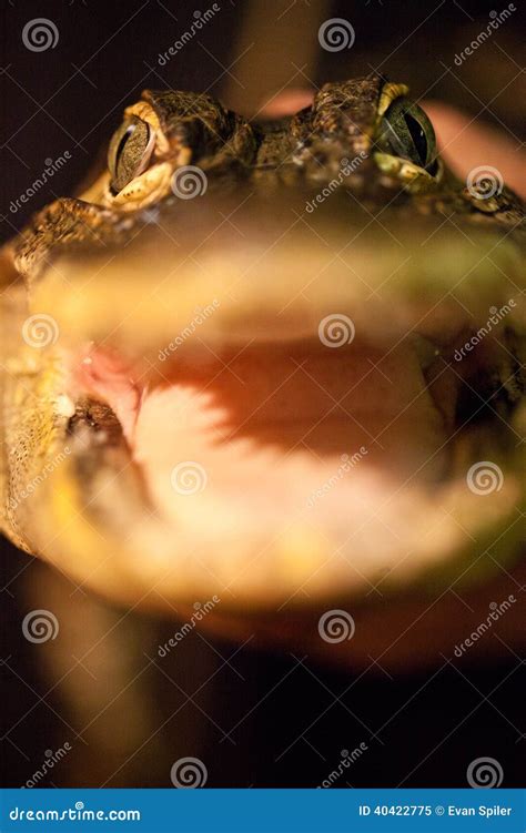Baby Alligator face stock image. Image of aggressive - 40422775