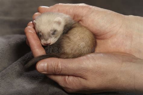 Blind Ferret Baby in Human Loving Hands Stock Photo - Image of ferret, baby: 115986292