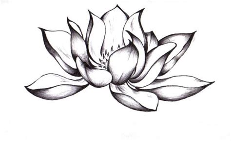 Изображение татуировок, Лотос рисунок, Цветок лотоса рисунки