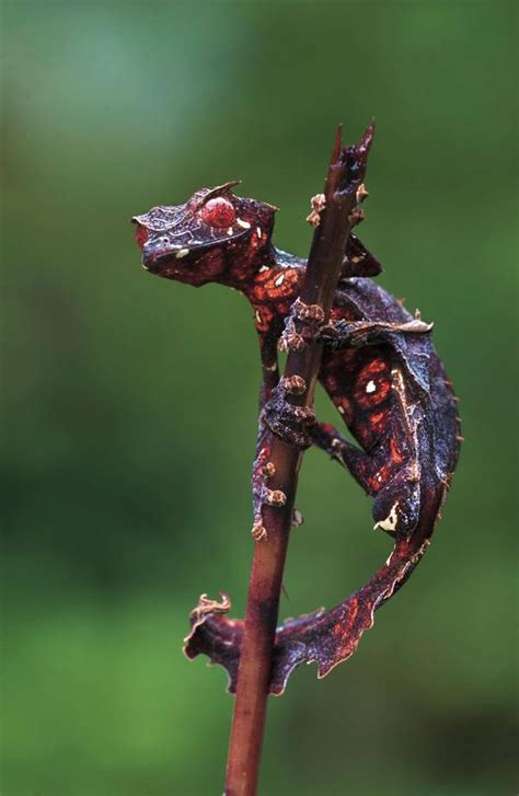 Devilishly Disguised: The Satanic Leaf-tailed Gecko | Featured Creature