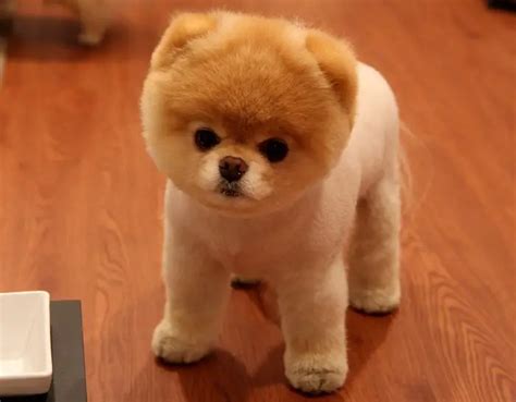 Pomeranian Teddy Bear Cut Before And After