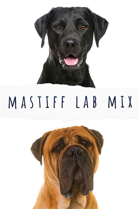 Mastiff Lab Mix Breed Information - A Guide To The Mastador Dog