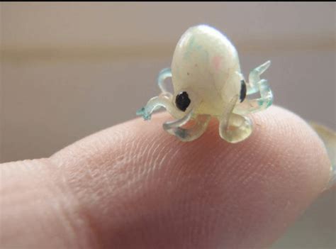 A baby squid! : r/aww