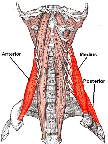 The Scalene Muscles | Blood Supply, Innervation | Geeky Medics