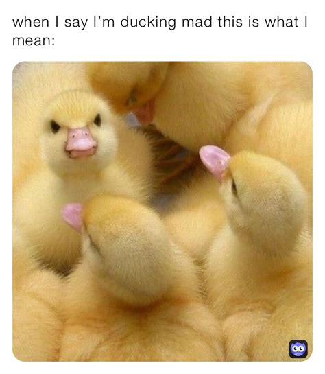 when I say I’m ducking mad this is what I mean: | @person55331 | Memes