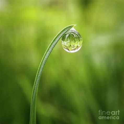 Grass Blade Dew Drop Photograph by Ernesto Ruiz - Pixels